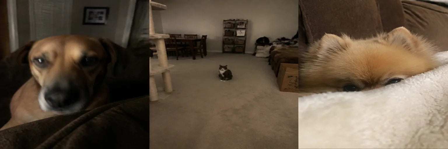 Illustrative examples of blurry, distant, or partly covered pet photos